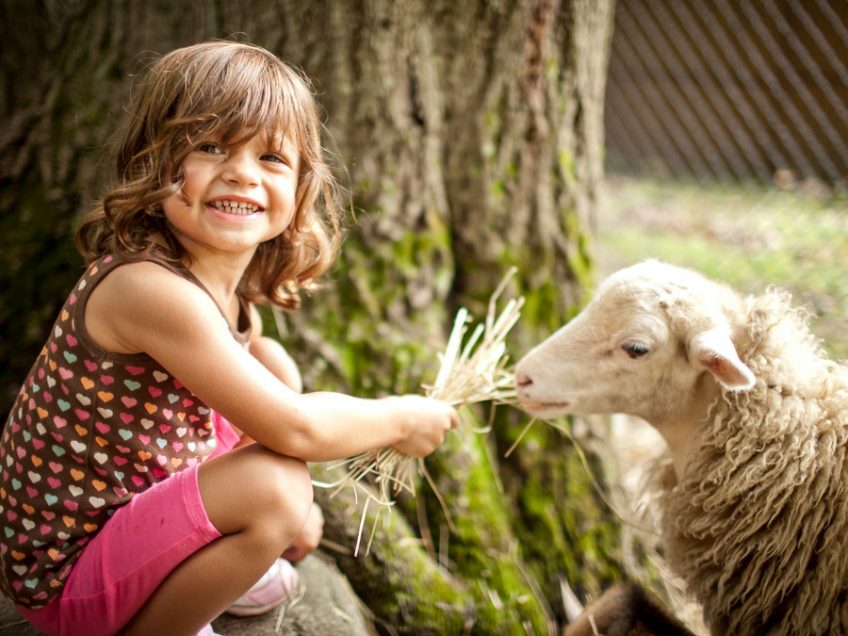 feedingfarmanimals Deer Mountain Day Camp